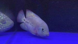Classic Kamfa (2.5-4 inch)
