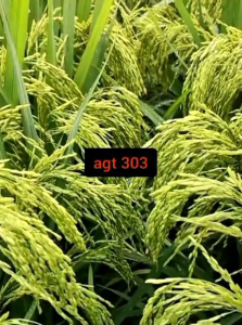 padi unggul berkualitas agt303 original