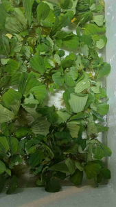 Pokok air untuk Betta Guppy dan perhiasan