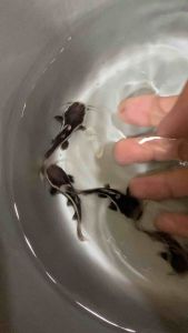 Hiasan Aquarium Red Tail Catfish ( RTC )