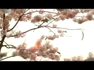 Nadtida เมล็ดกัลปพฤกษ์ 100 เมล็ด ต้นกัลปพฤกษ์ กัลปพฤกษ์ ต้นไม้ตาย ระหว่างขนส่ง เคลมฟรี - คุณภาพดี, ส่งเร็ว, เมล็ดกัลปพฤกษ์ 100 เมล็ด ต้นกัลปพฤกษ์ กัลปพฤกษ์