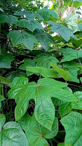 bibit telo papua untuk pakan ternak paket hemat 50 batang panjang 20CM