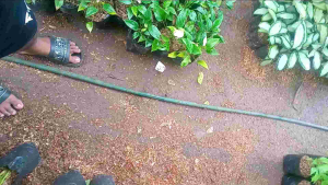 murah tanaman hias calathea drag star - calathea silver