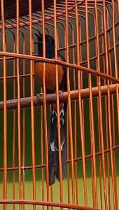 Pakan  MIX BRANJANGAN