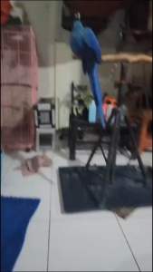 DISINFEKTAN SANGKAR BURUNG