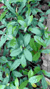 Cây xạ đen cao 25-35cm