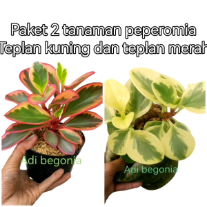 paket hemat 2 tanaman hias daun peperomia teplan kuning dan teplan merah usia remaja pot uk17-20cm