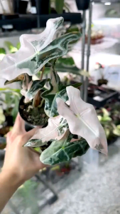 Alocasia Nobillis Pink Secret Variegatedจำหน่ายแบบไข่เพาะชำขนาดSM
