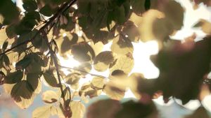 Kem Dưỡng Ẩm Dịu Nhẹ Cho Bé Sơ Sinh – Atomy Cerabebe Cream Làm Mềm & Bảo Vệ Da – 100ml