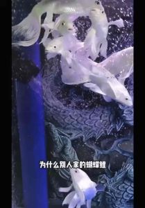 BESSN HIGH PROTEIN 40% Special For Butterfly Carp /Koi SINKING Fish Pellet