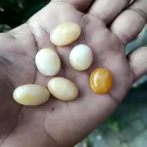 Batu Akik Mustiko kol buntet