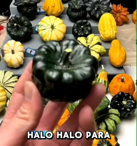 5 BUTIR BIJI/BENIH LABU CROWN OF THORN SHENOT