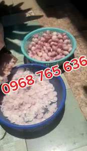 Máy thái hành tỏi gừng sả chạy điện - Bảo hành 12 tháng