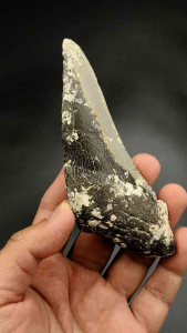 🦈 เมกาโลดอน ฟอสซิลส่วนฟัน แบบไม่เต็มซี่ 🌊 ( Megalodon Shark Teeth ) / ความยาว 5 นิ้ว