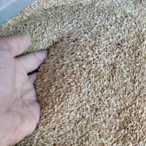Kenari Seed Makanan Burung Kenari Biji Kenari Pilihan Kemasan 500Gram