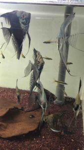 Blue Smokey Angelfish/Ornamental fish/Freshwater/Readystock