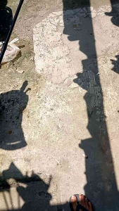 Joran Pancing Spinning Dari Tanduk Asli Tebal Istimewa