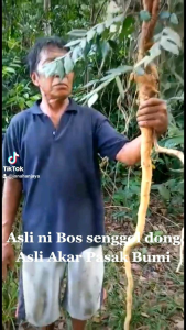 Akar Paku Tradisional: Penjualan & Penggunaan