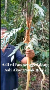 Akar pasak Bumi 2Pcs +1 Pcs Kuda Laut