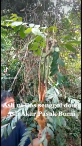 Herbal Akar Pasak Bumi & Kuda Kering: Suplemen Alami untuk Stamina