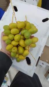 KURMA MUDA BARHEE BEST SELLER TERMURAH DAN TERBAIK 250 GRAM