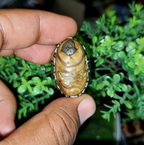 akik Jamal bungkem kepompong sakral bertuah