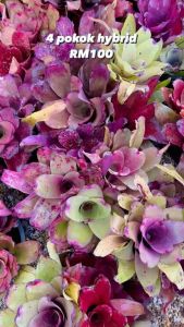 BROMELIAD MURAH (HYBRID RANDOM)(BUNGA NANAS HIASAN)(SILA TANYA AVAILABILITY SEBELUM PLACE ORDER)