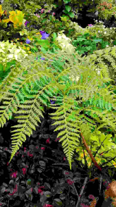 Monkey Tail Fern -  - Pokok Paku Ekor Monyet - मंकी टेल फर्न Fern Paradise – Monkey Tail Fern Curled Fuzzy Fronds Air-Purifying Indoor Friendly Exotic Tropical LIVE PLANT