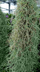 เคราฤาษี พร้อมลวดแขวน สวยงาม ฟอกอากาศ ปลูกเป็นม่ายบังแดดดี