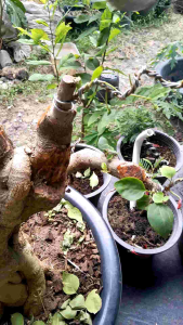 คีมปากนกแก้วสำหรับงานบอนไซขนาดใหญ่ คีมปากนกแก้วยาว29เซ็น สำหรับเก็บแผลบอนไซ คีมสำหรับงานบอนไซ