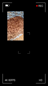 Akar Bajakah Kalalawit Merah Asli Kalimantan: Manfaat & Penggunaan