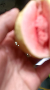 ฝรั่งใส่แดงฝรั่งเฟิ่นหงมี่ สวนนี้มีแระกัน เก็บสดใหม่ๆ ผลไม้อินทรีย์ ปลอดสารพิษ 100% เก็บสดๆใหม่ๆจัดส่งทุกวัน