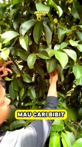 BIBIT TANAMAN MANGGIS SUPER 🌱Varietas Dapatkan Harga Bibit Manggis Terbaik Dengan Kualitas Premium Cukup Umur Akar Kuat Sehat Dan Siap Tanam. Ribuan Bibit Telah Terkirim Ke Seluruh Indonesia cocok Untuk Tabulampot Atau Perkebunan.Pemesanan Bisa COD