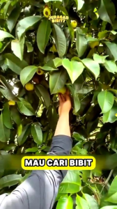 Bibit Buah Unggul Tanaman Manggis ManisKualitas Unggulan Yg Bisa Tumbuh & Berbuah Di Dataran Rendah Maupun Dataran Tinggi yg sangat cocok digunakan untuk koleksi tanaman buah buahan nyabih