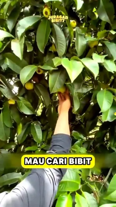 Bibit Buah Unggul Tanaman Manggis 🌱Kualitas Unggulan Yg Bisa Tumbuh ...