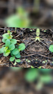 เมล็ดพันธุ์ใบต่างเหรียญ 1 กิโล