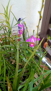 Arundina Graminifolia Bamboo Orchid