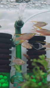 Threadfin Rainbowfish (Iriatherina werneri) Freshwater Decorative Fish Nano Planted Tank Aquarium