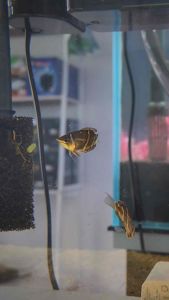 Chocolate Gourami (Sphaerichthys osphromenoides) Freshwater Planted Tank Aquarium Decorative Fish
