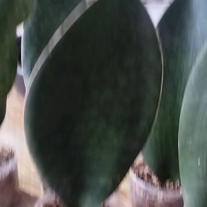 Millioneres Snake Plant Whale fin Snake plant Live uprooted plant
