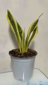 Sansevieria Yellowstone