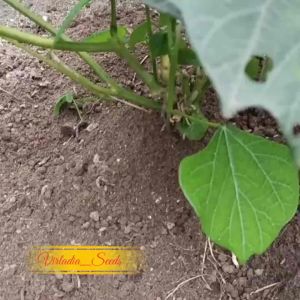 [Virladia Seeds] Biji Benih tanaman Bengkoang | Bengkuang