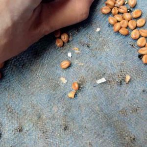 เมล็ดพันธุ์ฝักคูณ 500g