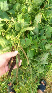 Đậu đen xanh lòng (1 kg)