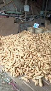 ubi c lembu preeeeees ci madu/kg