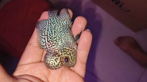 NEW 3.5inch VIP RED MALAO Big Boom Head Flower Horn Nice Fish - 3吋多进口精品红马骝大水头罗汉靓鱼 - chili red Big Head Patterned Aquarium Fish