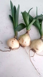 ว่านพญาลิ้นงู หรือ ว่านนาคี ชุด 10 หัว ว่านสายมู