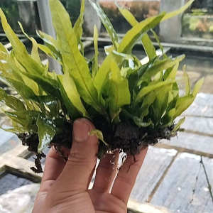 Kadaka java fern tanaman aquascape