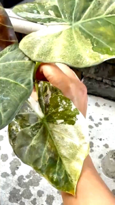 Alocasia regal shields albo mint corm จำหน่ายแบบไข่เพาะชำ ส่งชำในถ้วยอบอย่างดี