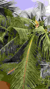 ต้นกล้ามะพร้าวกะทิพันธ์แท้ กล่องละ1ต้น